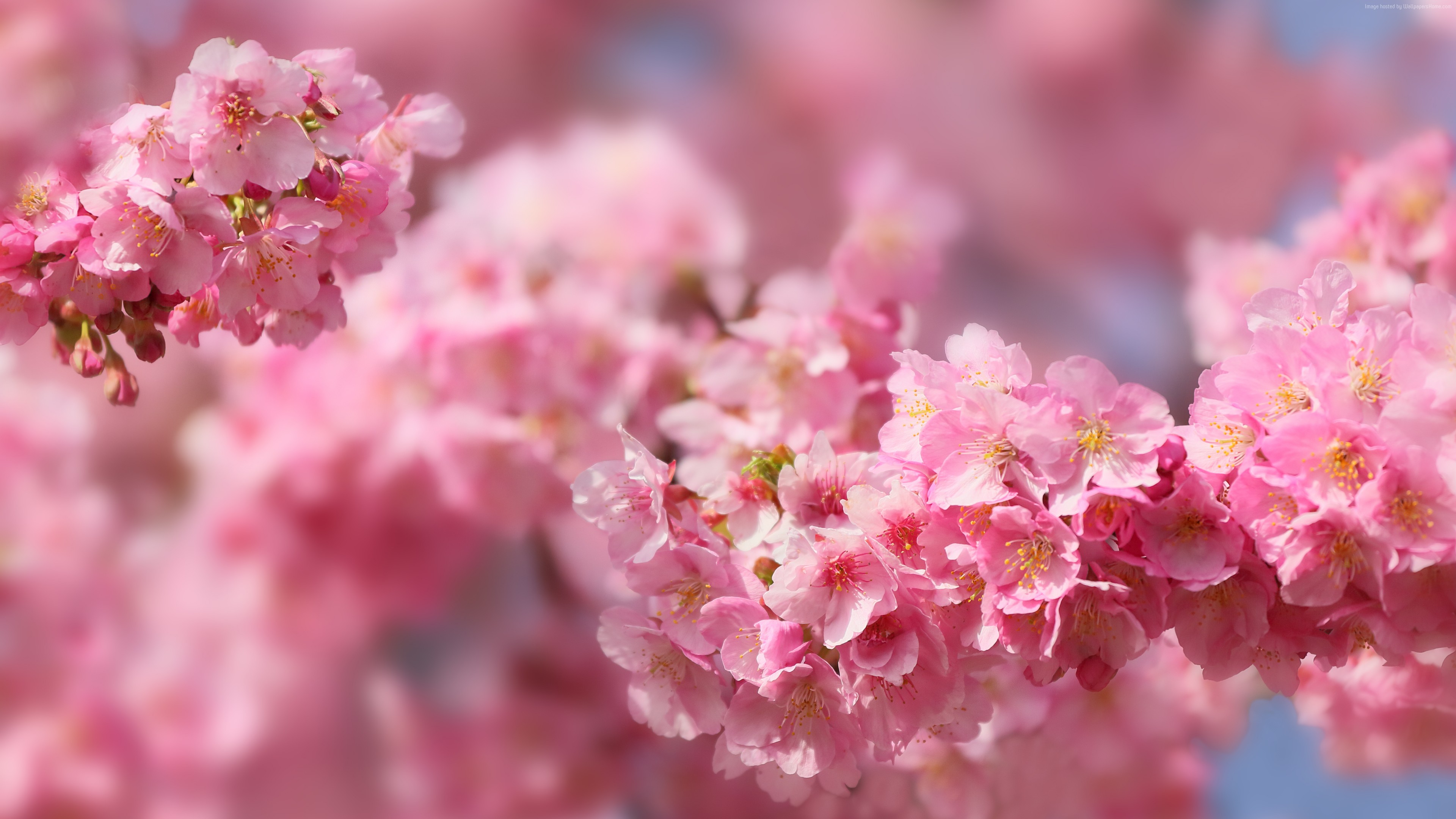 Stock Images sakura, blossom, spring, trees, 5k, Stock Images